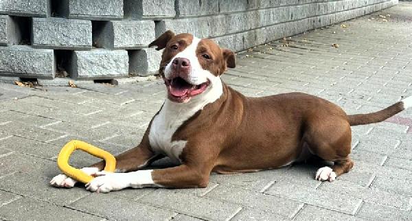 LADY BELLISSIMA CAGNOLINA Foto 6